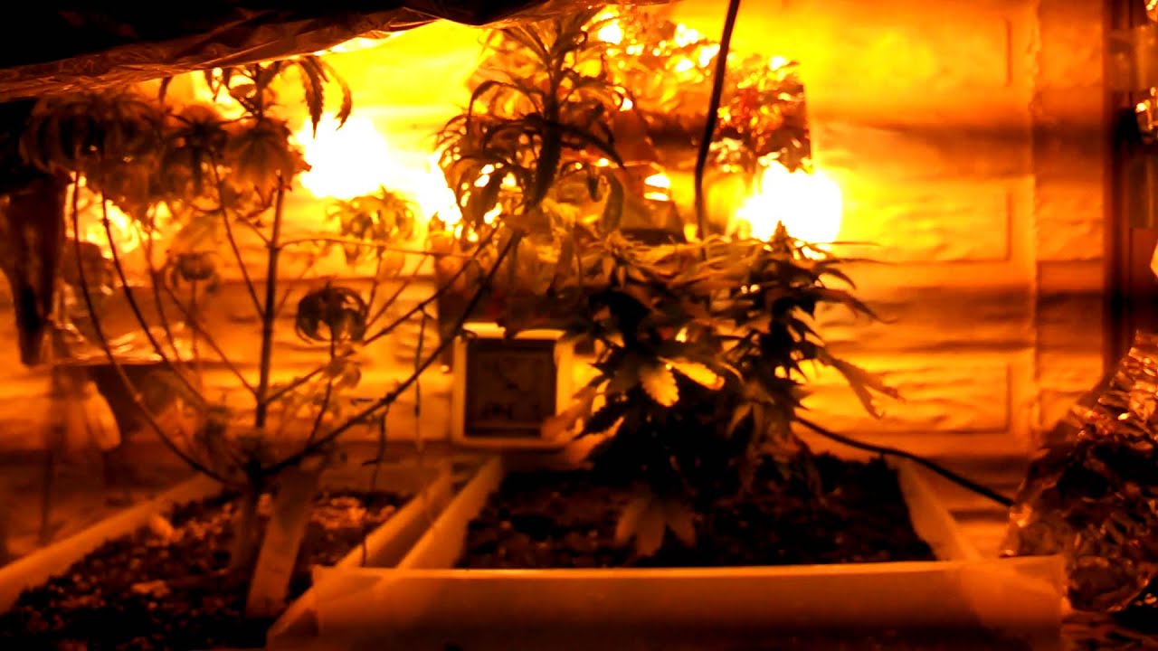 Auto Purple Autoflower and a bagseed grow