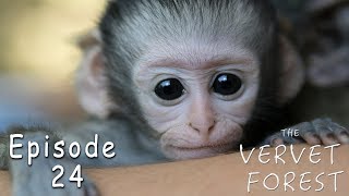 3 New Orphan Baby Vervet Monkeys Arrive At The VMF - Ep. 24