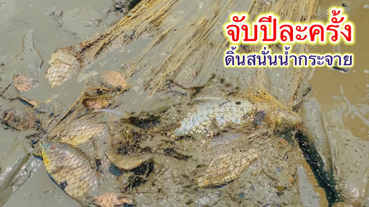 จับแบบนี้ปีละครั้ง เปิดบ่อล่อปลา