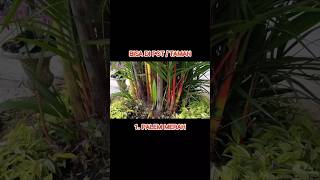 Download Lagu 10 JENIS TANAMAN HIAS PALEM !! MP3