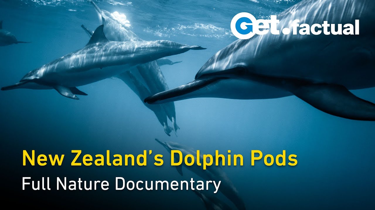 Dolphins off the Coast of New Zealand - Wild Dolphins - Full Nature Documentary