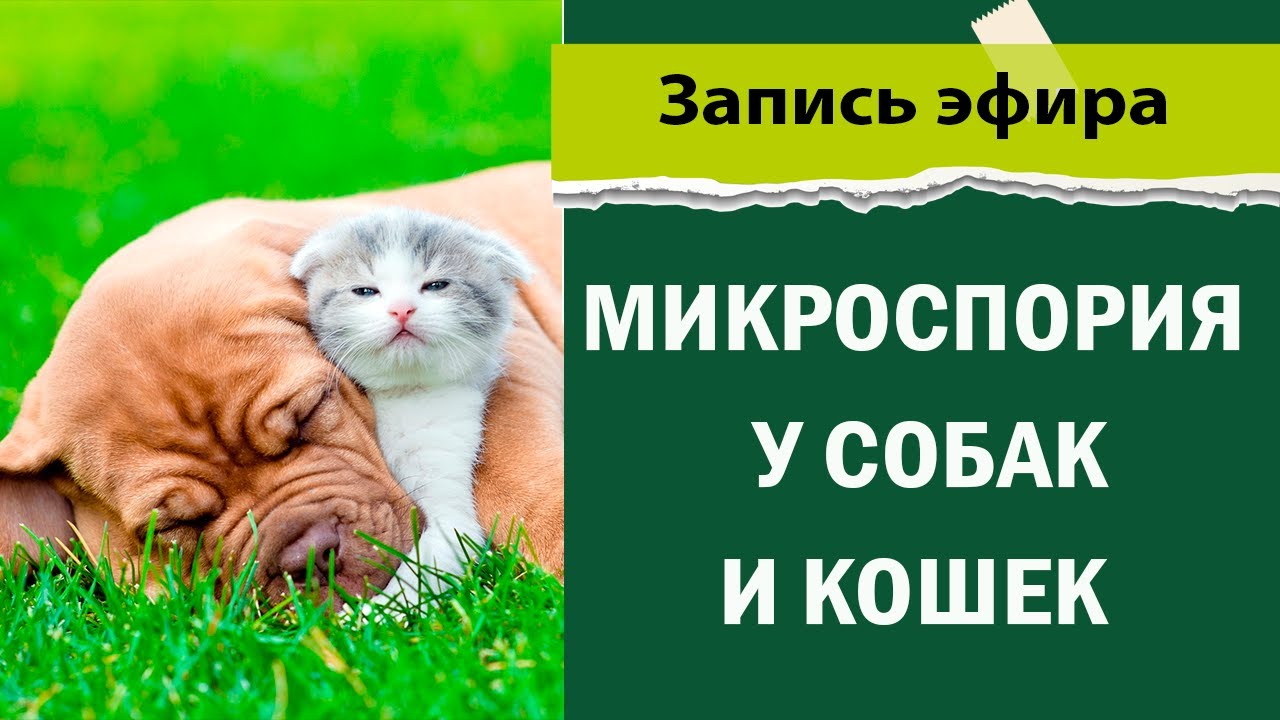Микроспория у собак и кошек - YouTube