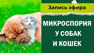 картинка: Микроспория у собак и кошек