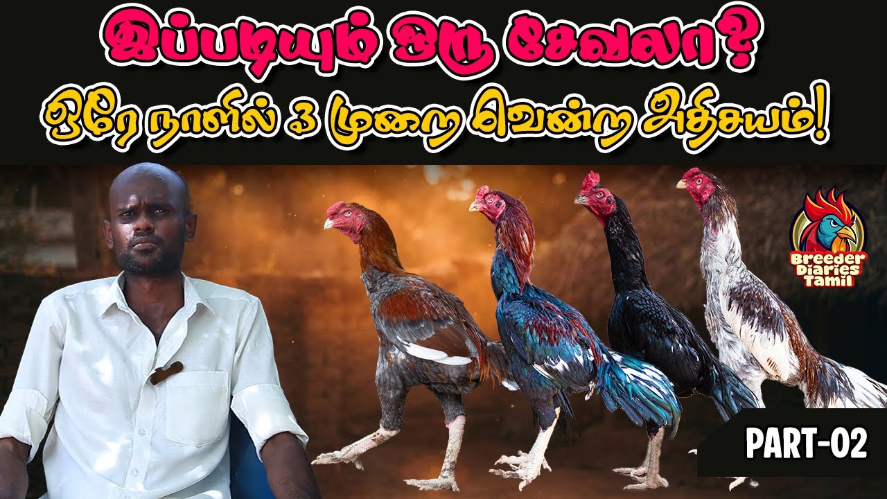 இப்படியும் ஒரு சேவலா?  ஒரே நாளில் 3 முறை வென்ற அதிசயம்! | (Part-2) 