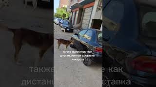 Вакцинация собак