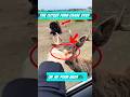This Deer Chased Food ... And Lost 😂 # iral #deer #shorts