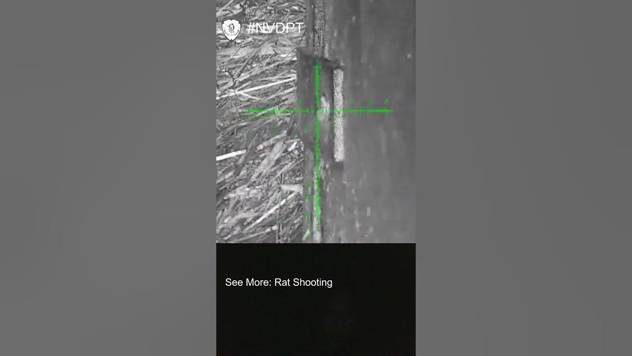 Rat Shooting 05 Pest Control Farmyard ratting YouTube