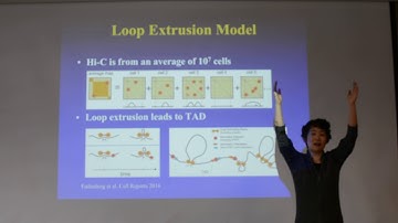 2018 STAT115 Lect 16.3. Loop Extrusion Model