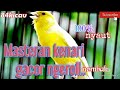 MASTERAN SUARA BURUNG KENARI GACOR ||TANPA JEDA FULL GACOR