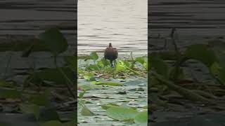 Bronze winged Jacana mating dance #viralvideo