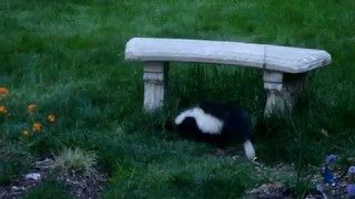 2017 (sub)Urban Skunk (SW PA)