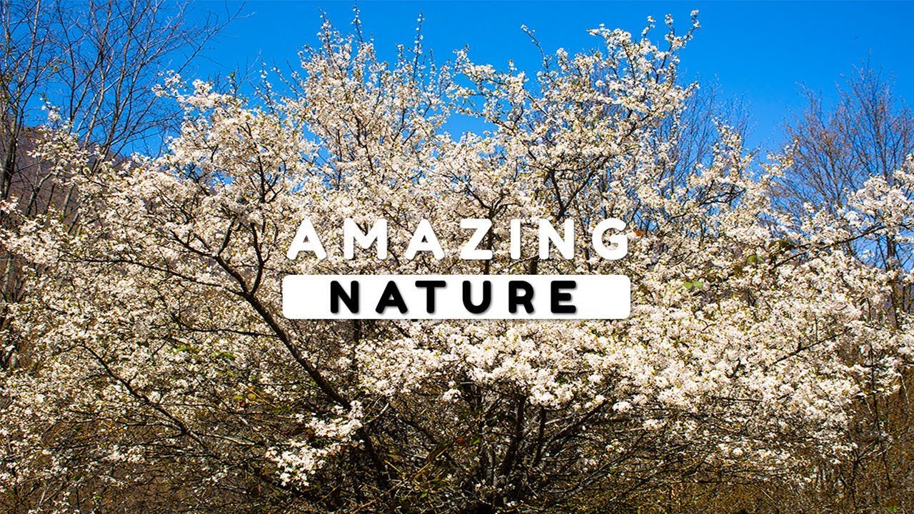 Beautiful Nature Video in Full HD - Spring Season - Laza Village - Episode 1 - 8 Minute