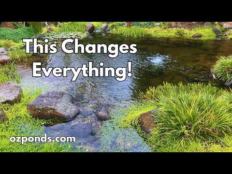 Why ‘Dirty’ Ponds Have More Life And What That Means for Crystal Clear Pond Water thumbnail