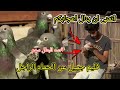 قصه الحمام الزاجل واحلى المعلومات فليم كرتون البطل سهم 