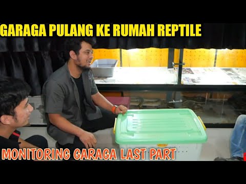 KEMBALINYA GARAGA KING COBRA KE SHELTER | LAST PART MONITORING GARAGA
