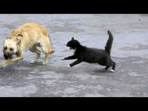 لحظات لهجوم القطط على حيوانات شرسة