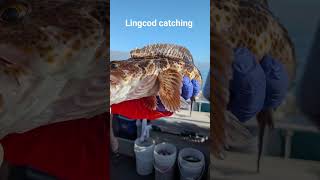 #Good time Charlies #offshorefishing  #lingcod