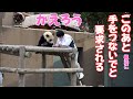 パンダに手をつないで帰ろうと要求された飼育員さん、天才子パンダの真意は🍁