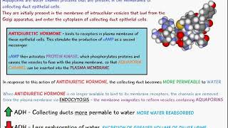 ANTIDIURETIC HORMONE (ADH) OSMOREGULATION BY THE HYPOTHALAMUS - EXPLAINED
