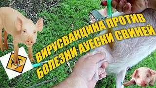 ДЕЛАЕМ ВИРУСВАКЦИНУ ОТ  БОЛЕЗНИ АУЭСКА ПОРОСЯТАЯМ