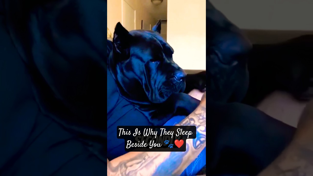 Why Your Dog Loves Sleeping Next to You 🐶💤 (It’s Deeper Than You Think) 