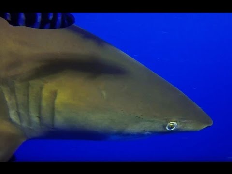 Red Sea Expedition 2016 (Semana 1)
