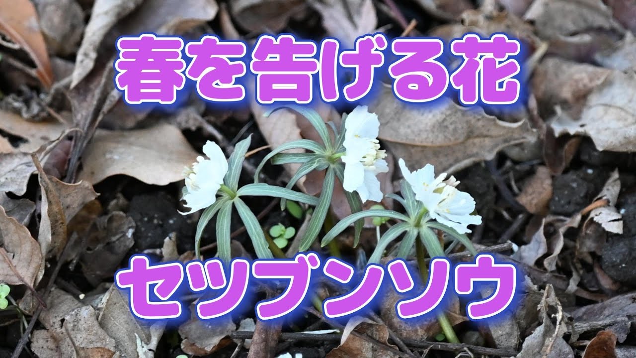 春を告げる花　「セツブンソウが咲いたよ」　　丹波からたより　大本花明山植物園