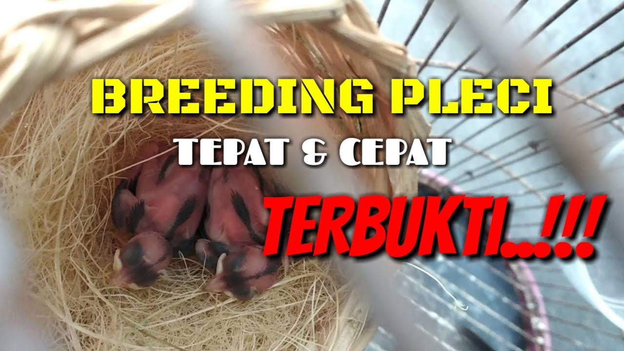 MENGHEBOHKAN..!!!!! BURUNG PLECI BISA DI TERNAK DI SANGKAR KECIL..