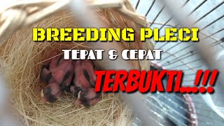 SHOCKING..!!!!! PLECI BIRDS CAN BE BREED IN SMALL CAVES..
