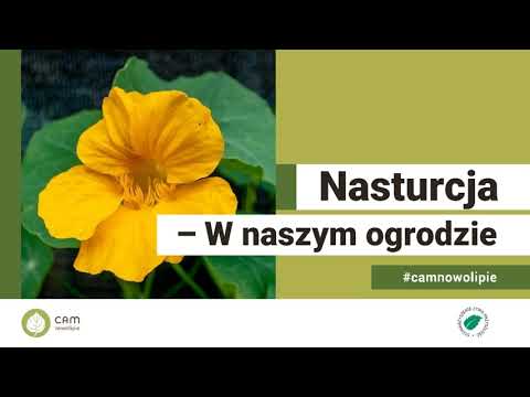 Wideo: Nasturcja - Użyteczne Właściwości, Rosnąca Nasturcja. Stosowanie Przepisów Na Nasturcję