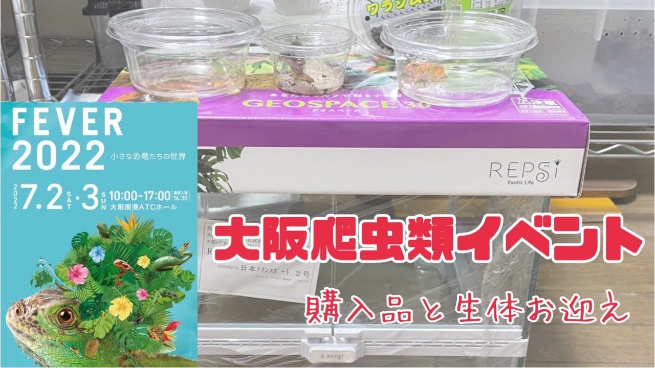 爬虫類イベント レプフィでの購入品や生体を紹介します 大阪 レプタイルズフィーバー22 Youtube