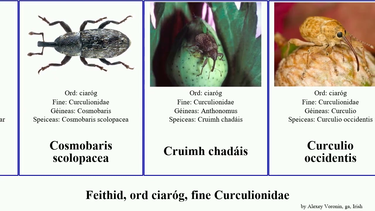 Feithid, ord ciaróg, fine Curculionidae alcidodes insect elegans zoilus formosus germanus trifidu