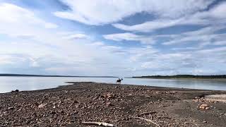 Bull Moose On The Mackenzie River