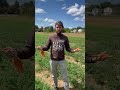 Why do farm fresh carrots sometimes have tops and sometimes not? #knowyourfarmer #knowyourfood