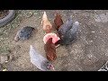 Chickens love watermelon !!