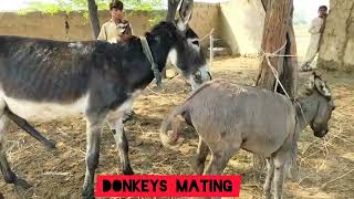 تزاوج الحمير، حيوانات/ Donkeys mating