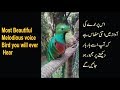 Bird with sweetest Voice You Will Ever Hear || top viral video