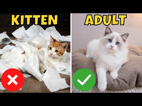 वीडियो: तुम्हें पता है कि तुम क्या हो रहे हैं: एक बिल्ली के बच्चे पर एक वयस्क बिल्ली को गोद लेने का लाभ