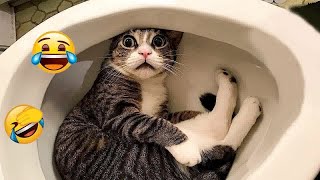 New Funny Animals😻🐶Best Funny Dogs and Cats Videos Of The Week😹 by DT Pets 1,180 views 1 month ago 32 minutes