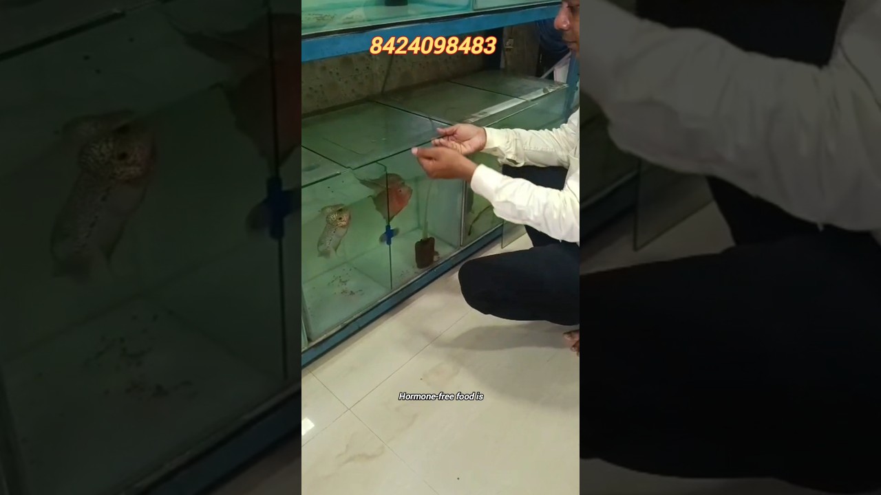 sherwani aquarium Kalyan East Mumbai