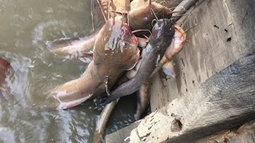 Câu cá ngát sông gò công , toàn cá ngát khủng