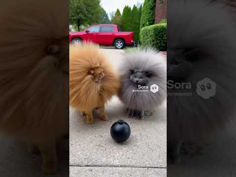 고양이들이 정신없이 뛰어다니는 이유 #cat #funny #shorts #ai반려동물 #ai영상편집 #cutecat