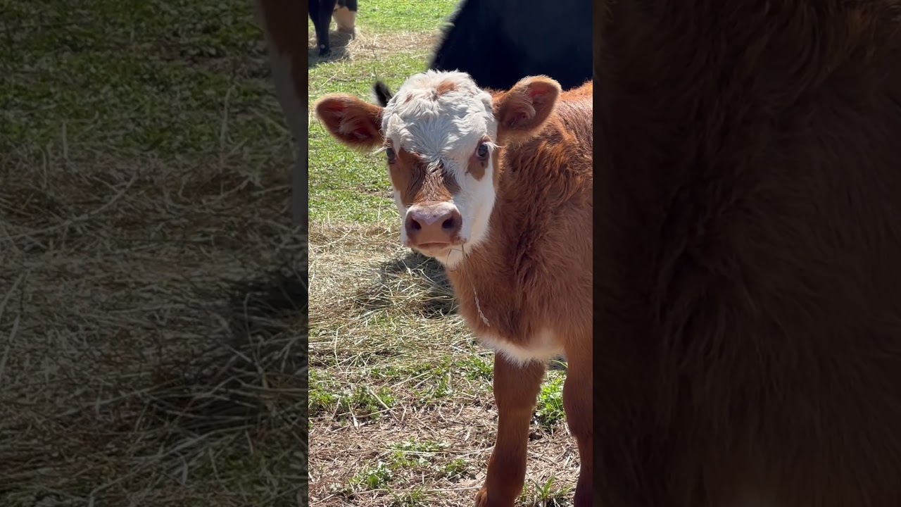 Spring Hereford calf 