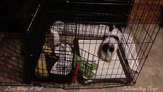 Gracie 10 week Shichon puppy playing with a ball by Love Wags A Tail 67 views 4 months ago 1 minute, 28 seconds