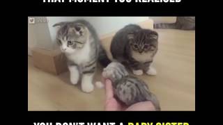 9GAG  Go Fun Yourself on Instagram  “What the hell is this furry thingy 🐱🐱 Follow @9gag       📹Bo
