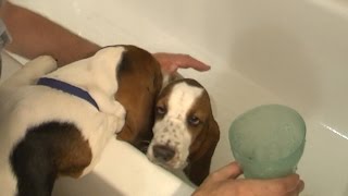 Basset Hound Puppy Helps Give Little Sister a Bath! Really Cute! by CopperstateBassets 36,176 views 7 years ago 5 minutes, 59 seconds