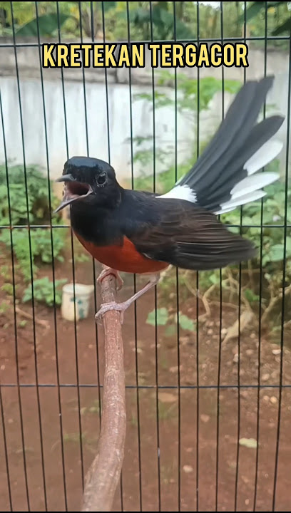 Kretekan terbaik untuk terapi emosi murai cepat bunyi#burung#kretekanmurai#Shorts