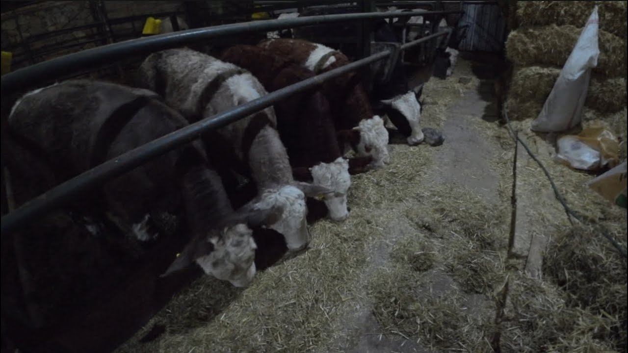 Dopdolu vlog ~~~~günlük işler ~~~yemlik okuma 2 #dana #besi