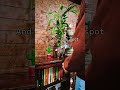 Sunday Reset ⚡️ #lofi #gaming #youtubeshorts #shorts