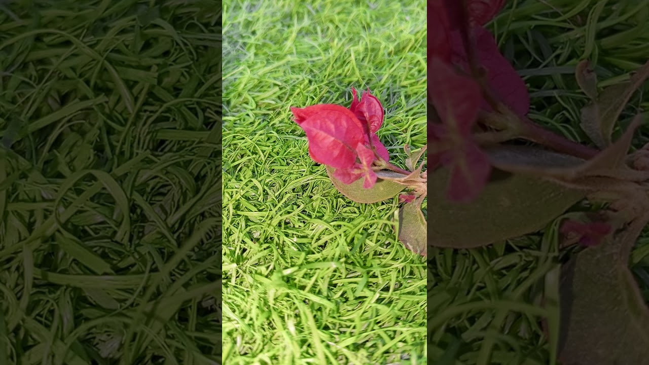 ياترى من هو اكثر قوه الانسان أو الحيوان أو النبات 